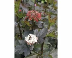 Blasenspiere FloraSelf Physocarpus Opulifolius "Diabolo"® H 80-100 Cm Co 10 L
