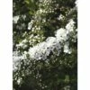Weiße Rispenspiere FloraSelf Spiraea Cinerea "Grefsheim" H 80-100 Cm Co 10 L -FloraSelf Geschäft DV 8 10189123 01 4c DE 20191020030237