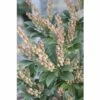 Schattenglöckchen FloraSelf Pieris Japonica "Cupido" H 40-50 Cm Co 6 L -FloraSelf Geschäft DV 8 10189126 01 4c DE 20191020030604