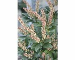 Schattenglöckchen FloraSelf Pieris Japonica "Cupido" H 40-50 Cm Co 6 L