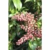 Schattenglöckchen FloraSelf Pieris Japonica "Passion"® H 40-50 Cm Co 6 L -FloraSelf Geschäft DV 8 10189132 01 4c DE 20191019211657