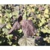 Korkenzieher-Hasel FloraSelf Corylus Avellana "Red Majestic"® H 100-125 Cm Co 18 L -FloraSelf Geschäft DV 8 10189134 02 4c DE 20191021194726