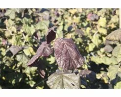 Korkenzieher-Hasel FloraSelf Corylus Avellana "Red Majestic"® H 100-125 Cm Co 18 L