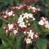Mittelmeer - Schneeball FloraSelf Viburnum Tinus H 50-60 Cm Co 10 L 2 Mittelmeer - Schneeball FloraSelf Viburnum Tinus H 50-60 Cm Co 10 L -FloraSelf Geschäft DV 8 10189139 01 4c DE 20191019211657