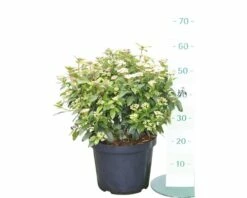 Mittelmeer - Schneeball FloraSelf Viburnum Tinus H 50-60 Cm Co 10 L -FloraSelf Geschäft DV 8 10189139 02 4c DE 20191022061755
