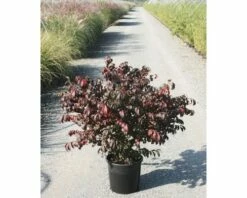 Korkflügelstrauch FloraSelf Euonymus Alatus H 80-100 Cm Co 15 L -FloraSelf Geschäft DV 8 10189143 01 4c DE 20191022061755