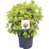 Schattenglöckchen FloraSelf Pieris Japonica "Mountain Fire" H 40-50 Cm Co 6 L -FloraSelf Geschäft DV 8 10189145 01 4c DE 20191022051658