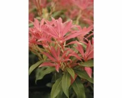 Schattenglöckchen FloraSelf Pieris Japonica "Forest Flame" H 40-50 Cm Co 6 L