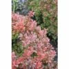 Zwergberberitze FloraSelf Berberis Thunbergii "Admiration"® H 40-50 Cm Co 15 L -FloraSelf Geschäft DV 8 10189147 02 4c DE 20191019211657