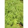 Grüner Schlitzahorn FloraSelf Acer Palmatum 'Dissectum Viridis' H 80-100 Cm Co 10 L -FloraSelf Geschäft DV 8 10189151 01 4c DE 20191019211657