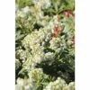 Schattenglöckchen FloraSelf Pieris Japonica 'Debutante' H 50-60 Cm Co 15 L -FloraSelf Geschäft DV 8 10189159 01 4c DE 20191019211657