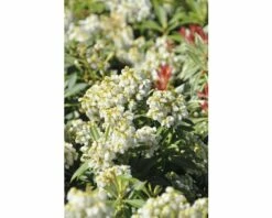 Schattenglöckchen FloraSelf Pieris Japonica 'Debutante' H 50-60 Cm Co 15 L