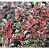 Berberitze FloraSelf Berberis Thunbergii 'Concorde' H 50-60 Cm Co 15 L -FloraSelf Geschäft DV 8 10189163 01 4c DE 20191019211657