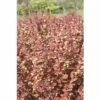 Berberitze FloraSelf Berberis Thunbergii 'Orange Rocket'® H 50-60 Cm Co 18 L