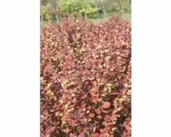 Berberitze FloraSelf Berberis Thunbergii 'Orange Rocket'® H 50-60 Cm Co 18 L