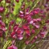Edelginster FloraSelf Cytisus Scoparius 'Boskoop Ruby' H 100-125 Cm Co 15 L -FloraSelf Geschäft DV 8 10189166 02 4c DE 20191021195137