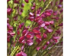 Edelginster FloraSelf Cytisus Scoparius 'Boskoop Ruby' H 100-125 Cm Co 15 L
