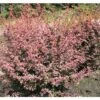 Berberitze FloraSelf Berberis Thunbergii 'Harlequin' H 50-60 Cm Co 15 L