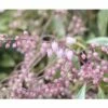 Japanische Lavendelheide FloraSelf Pieris Japonica 'Ralto Rose' H 40-50 Cm Co 6 L -FloraSelf Geschäft DV 8 10189181 02 4c DE 20191020003545