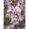 Blutpflaume FloraSelf Prunus Cerasifera 'Nigra' Halbstamm 125 Cm H 150-175 Cm Co 18 L