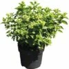 Rispenhortensie FloraSelf Hydrangea Paniculata 'Little Lime' H 60-80 Cm Co 10 L -FloraSelf Geschäft DV 8 10189201 01 4c DE 20200220110025