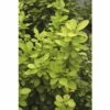 Berberitze FloraSelf Berberis Thunbergii 'Maria' H 50-60 Cm Co 15 L 2 Berberitze FloraSelf Berberis Thunbergii 'Maria' H 50-60 Cm Co 15 L -FloraSelf Geschäft DV 8 10189203 02 4c DE 20191020005048