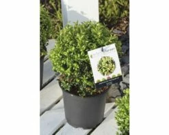 Bergilex Kugel FloraSelf Ilex Crenata 'Golden Gem' H 30-35 Cm Co 6,5 L