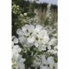 Hängende Prunkspiere FloraSelf Exochorda Macrantha 'The Bride' H 40-60 Cm Co 6 L -FloraSelf Geschäft DV 8 10189228 01 4c DE 20191020014551
