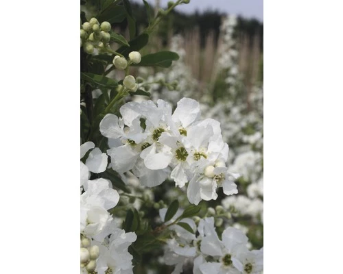 Hängende Prunkspiere FloraSelf Exochorda Macrantha 'The Bride' H 40-60 Cm Co 6 L 3 Hängende Prunkspiere FloraSelf Exochorda Macrantha 'The Bride' H 40-60 Cm Co 6 L