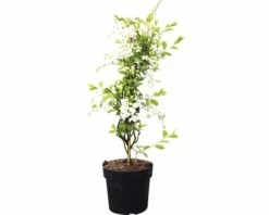 Hängende Prunkspiere FloraSelf Exochorda Macrantha 'The Bride' H 40-60 Cm Co 6 L 5 Hängende Prunkspiere FloraSelf Exochorda Macrantha 'The Bride' H 40-60 Cm Co 6 L -FloraSelf Geschäft DV 8 10189228 02 4c DE 20191022051658