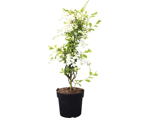 Hängende Prunkspiere FloraSelf Exochorda Macrantha 'The Bride' H 40-60 Cm Co 6 L 4 Hängende Prunkspiere FloraSelf Exochorda Macrantha 'The Bride' H 40-60 Cm Co 6 L – Bild 2