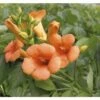 Trompetenblume Spalier FloraSelf Campsis Tagliabuana 'Indian Summer' H Ca. 80 Cm Co 6 L -FloraSelf Geschäft DV 8 10189229 01 4c DE 20191020014751