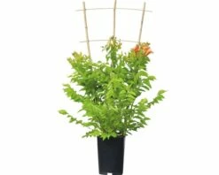 Trompetenblume Spalier FloraSelf Campsis Tagliabuana 'Indian Summer' H Ca. 80 Cm Co 6 L -FloraSelf Geschäft DV 8 10189229 02 4c DE 20191022051658
