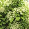 Kletter-Hortensie Spalier FloraSelf Hydrangea Petiolaris H Ca. 80 Cm Co 6 L -FloraSelf Geschäft DV 8 10189233 01 4c DE 20191020014951
