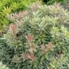 Japansiche Lavendelheide FloraSelf Pieris Japonica 'Little Heath' H 40-50 Cm Co 6 L -FloraSelf Geschäft DV 8 10189241 01 4c DE 20191020015527