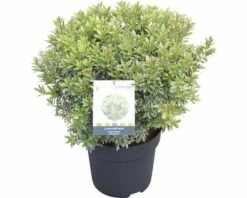 Japansiche Lavendelheide FloraSelf Pieris Japonica 'Little Heath' H 40-50 Cm Co 6 L -FloraSelf Geschäft DV 8 10189241 02 4c DE 20191022064659
