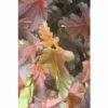 Blasenspiere FloraSelf Physocarpus Opulifolius 'Center Glow' Halbstamm 40 Cm H 60-100 Cm Co 6 L -FloraSelf Geschäft DV 8 10189245 01 4c DE 20191020015431