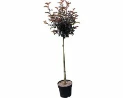 Blasenspiere FloraSelf Physocarpus Opulifolius 'Center Glow' Halbstamm 40 Cm H 60-100 Cm Co 6 L -FloraSelf Geschäft DV 8 10189245 02 4c DE 20191022051658