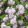 Rosendeutzie FloraSelf Deutzia 'Mont Rose' H 80-100 Cm Co 10 L -FloraSelf Geschäft DV 8 10189255 01 4c DE 20191020015836