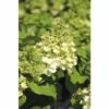 Rispenhortensie FloraSelf Hydrangea Paniculata 'Magical Mont Blanc' H 80-100 Cm Co 10 L -FloraSelf Geschäft DV 8 10189256 01 4c DE 20191020020008