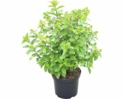 Rispenhortensie FloraSelf Hydrangea Paniculata 'Magical Mont Blanc' H 80-100 Cm Co 10 L -FloraSelf Geschäft DV 8 10189256 02 4c DE 20191022051658