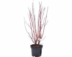 Hartriegel FloraSelf Cornus Alba 'Sibirica Variegata' H 50-60 Cm Co 4,5 L -FloraSelf Geschäft DV 8 10189263 03 4c DE 20191023051651