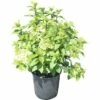 Rispenhortensie FloraSelf Hydrangea Paniculata 'Magical Mont Blanc' H 100-125 Cm Co 18 L -FloraSelf Geschäft DV 8 10189266 01 4c DE 20191021191307