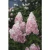 Rispenhortensie FloraSelf Hydrangea Paniculata 'Pinky Winky' Halbstamm 125 Cm H 150-175 Cm Co 18 L -FloraSelf Geschäft DV 8 10189270 01 4c DE 20191020020523