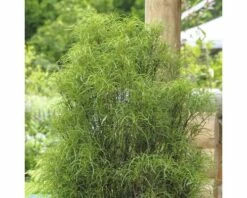 Faulbaum FloraSelf Rhamnus Frangula 'Fine Line' H 60-80 Cm Co 10 L