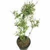 Prunkspiere FloraSelf Exochorda Macrantha 'Lotus Moon' H 30-40 Cm Co 6 L -FloraSelf Geschäft DV 8 10189280 01 4c DE 20191021191114