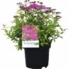 Spierstrauch FloraSelf Spiraea Japonica 'Anthony Waterer' H 30-40 Cm Co 2,8 L -FloraSelf Geschäft DV 8 10189288 01 4c DE 20191022094656