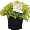 Spierstrauch FloraSelf Spiraea Japonica 'Golden Princess' H 30-40 Cm Co 2,8 L -FloraSelf Geschäft DV 8 10189289 01 4c DE 20191022074658