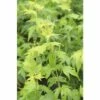 Fächerahorn FloraSelf Acer Palmatum 'Aoyagi' H 40-50 Cm Co 4,5 L