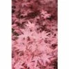 Fächerahorn FloraSelf Acer Palmatum 'Beni-Maiko' H 40-60 Cm Co 4,5 L -FloraSelf Geschäft DV 8 10189299 01 4c DE 20191020022035